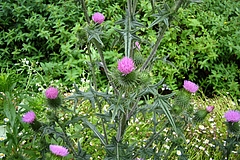 ノアザミ(野薊)