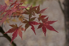 イロハモミジ(いろは紅葉)