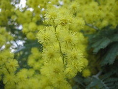 植物図鑑 写真:フサアカシア(ミモザ)