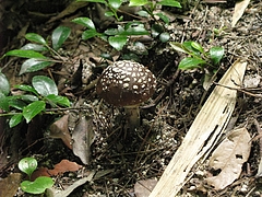 菌類