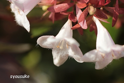 アベリア(Abelia)