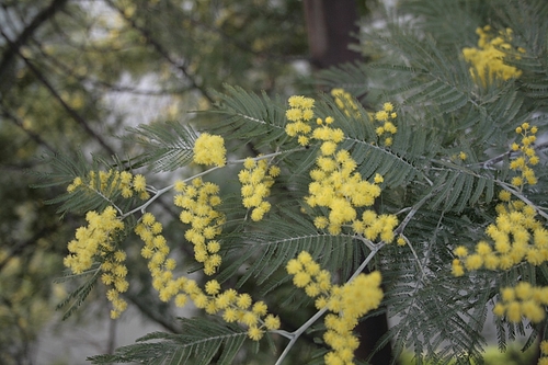 植物図鑑 写真:フサアカシア(ミモザ)