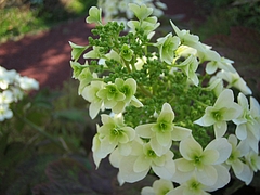 カシワバアジサイ(柏葉紫陽花)