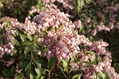 馬酔木(アセビ)