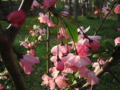 ハナカイドウ(花海棠)