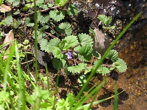 カキドオシ(垣通)