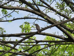 IMG_2681-tri