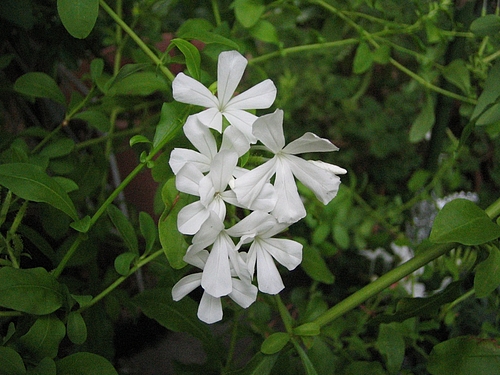 ルリマツリ(瑠璃茉莉)