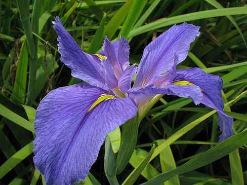カキツバタ(杜若)
