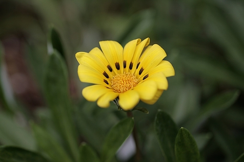 植物図鑑 写真:クンショウギク(勲章菊)