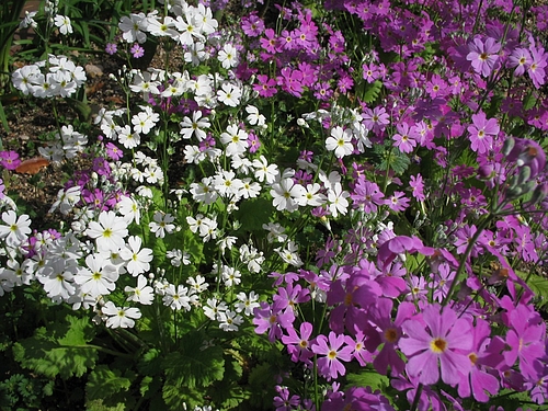 植物図鑑 写真:セイヨウサクラソウ(西洋桜草)