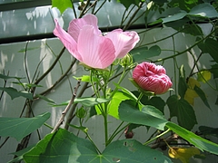 フヨウ(芙蓉)