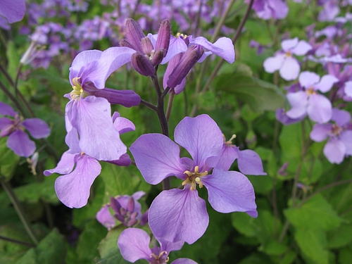 花大根(ハナダイコン)