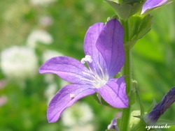 IMG_7104-tri-2