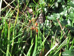 IMG_0007