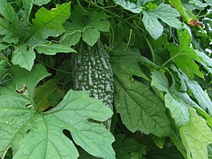 ツルレイシ(蔓茘枝)