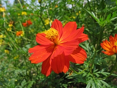 キバナコスモス(黄花コスモス)