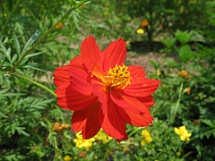 キバナコスモス(黄花コスモス)