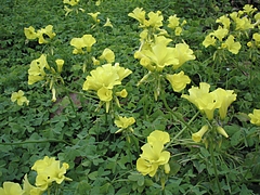 植物図鑑 写真:カタバミ
