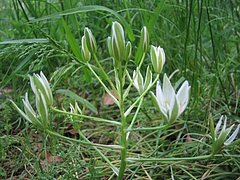 オオアマナ(大甘菜)