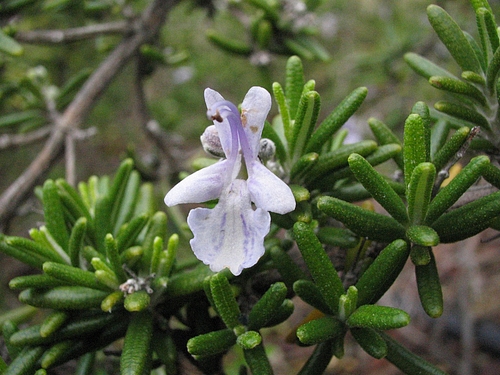 植物図鑑 写真:ローズマリー
