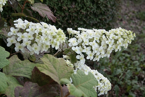 カシワバアジサイ(柏葉紫陽花)