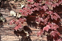紅葉 −大阪城公園−
