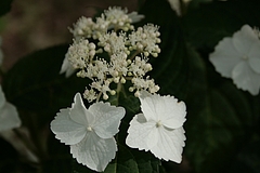 アジサイ(紫陽花)