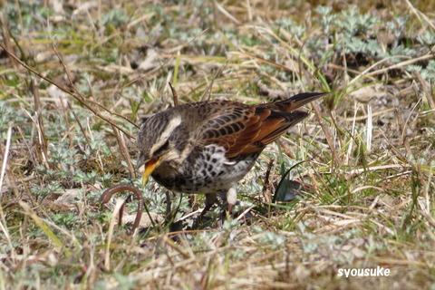 IMG_2770-tri