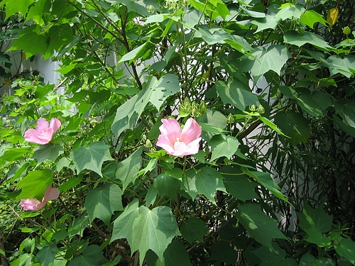 フヨウ(芙蓉)