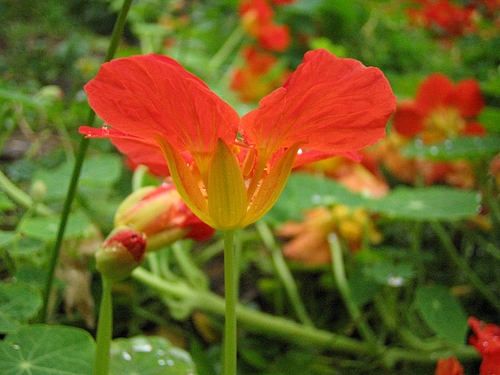 キンレンカ(金蓮花)