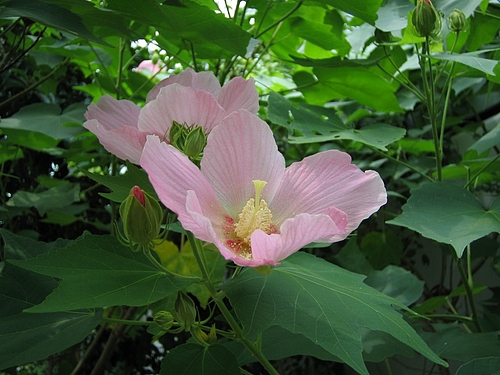 フヨウ(芙蓉)