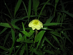 コマツヨイグサ(小待宵草)