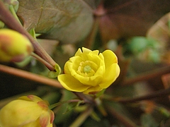 植物図鑑 写真:ヒイラギナンテン