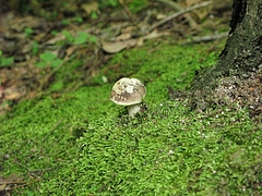 菌類