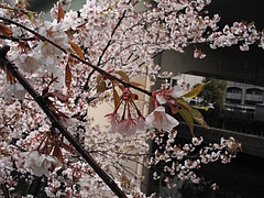 彼岸桜