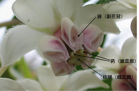 フウセントウワタ