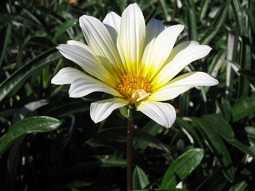 植物図鑑 写真:クンショウギク(勲章菊)