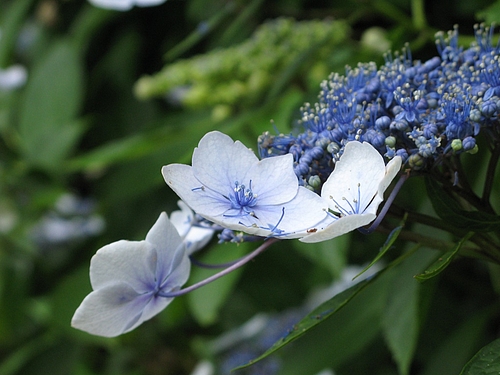 アジサイ(紫陽花)