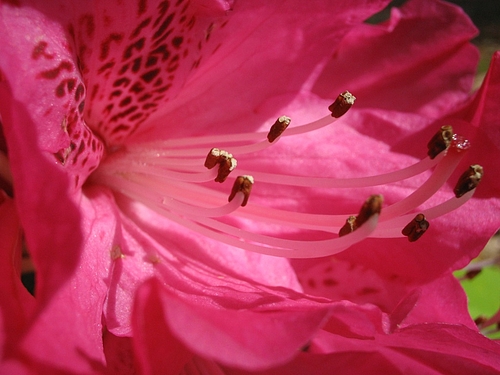 シャクナゲ (石楠花、石南花)
