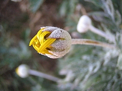 植物図鑑 写真:ユリオプスデージー