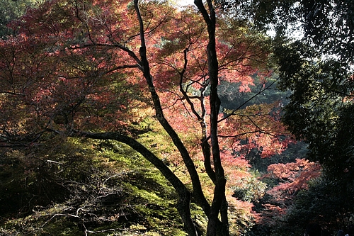 箕面の紅葉