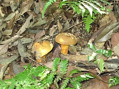 菌類