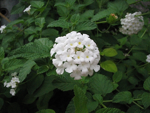 コバノランタナ(小葉のLantana)