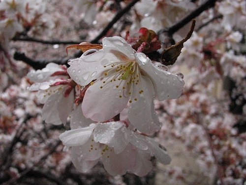 彼岸桜