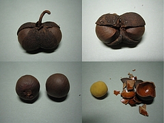 チャノキ(茶の木)
