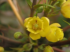 植物図鑑 写真:ヒイラギナンテン