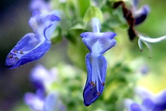 コリウス(Coleus)