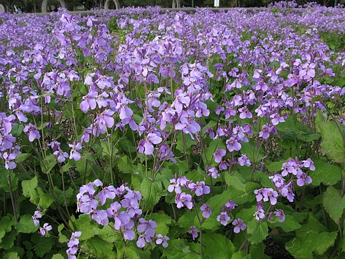 花大根(ハナダイコン)