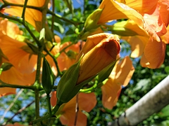 ノウゼンカズラ(凌霄花)